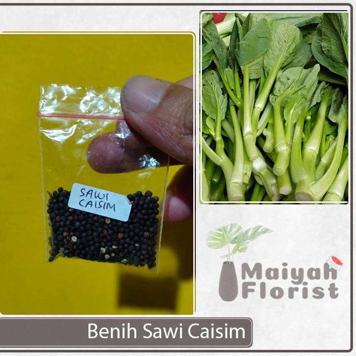 Jual Benih Sawi Caisim Isi Seed Choy Sim Benih Sayur Shopee