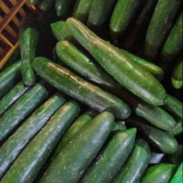 Jual Kyuri timun jepang 1kg | Shopee Indonesia