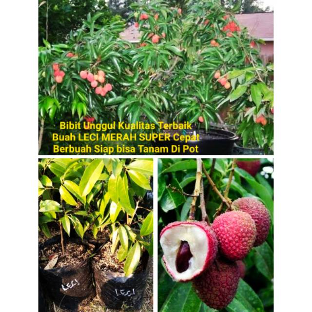 Jual Bibit unggul kualitas buah terbaik LECI MERAH SUPER Cepat Berbuah  manis bisa tanam di pot tabulampot | Shopee Indonesia