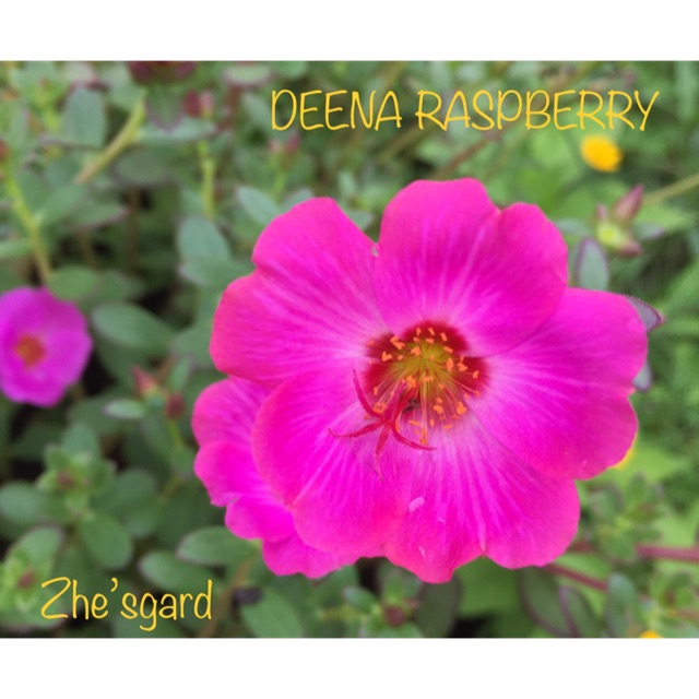 Jual MR Deena Raspberry (5 stek batang) | Shopee Indonesia