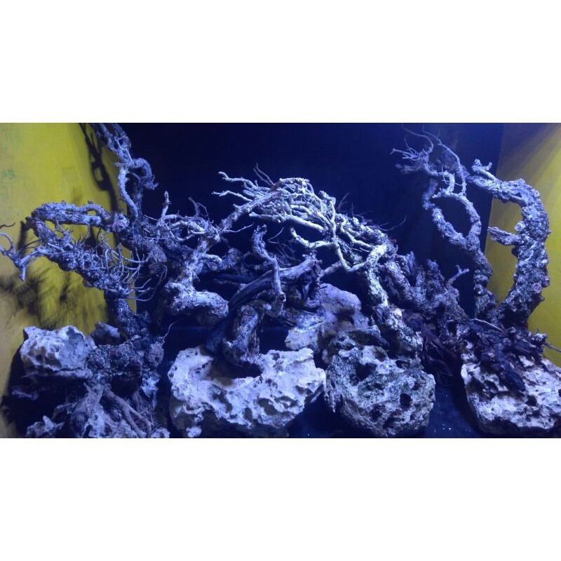 Jual bonsai santigi aquascape super Shopee Indonesia