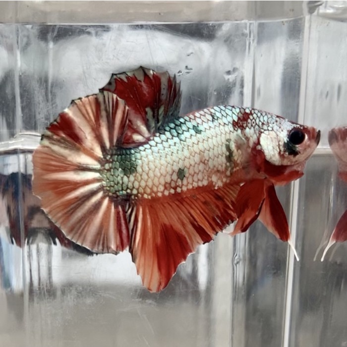 Jual NEMO COOPER REAL PICT BERKUALITAS BEST SELLER | Shopee Indonesia