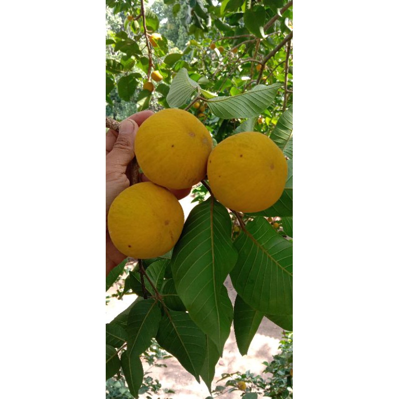Jual Buah kecapi daun/kecapi lumut 1kg | Shopee Indonesia