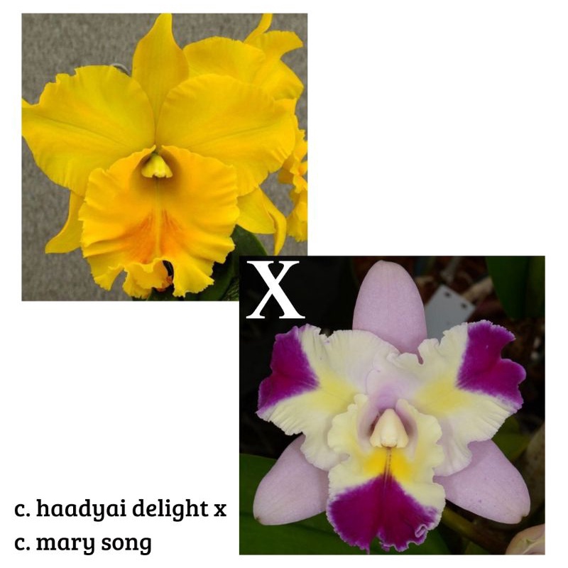 Jual Cattleya haadyai delight x mary song dewasa siap bunga | Shopee ...