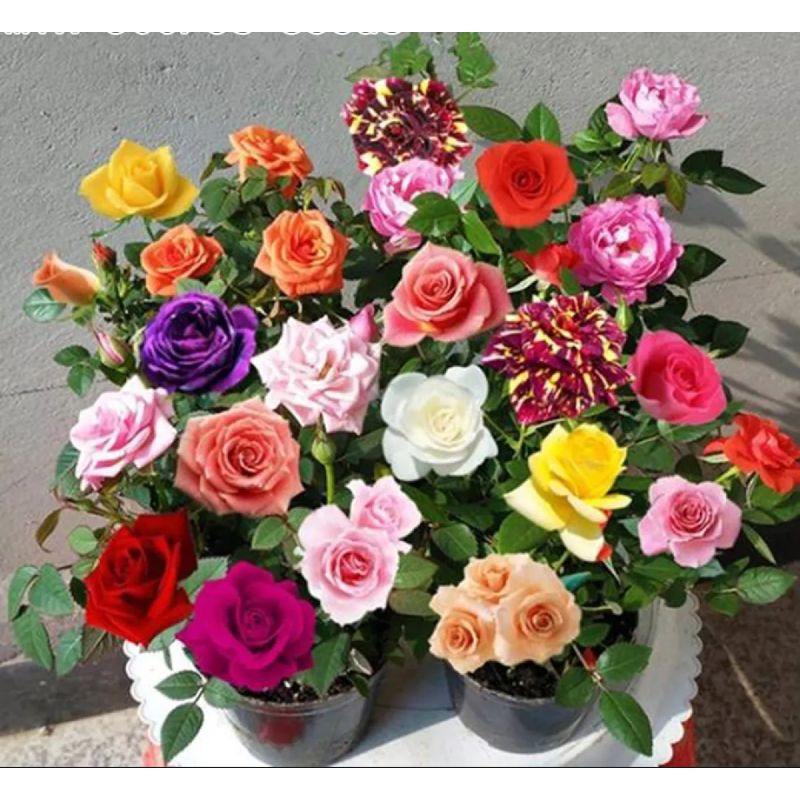 Jual Benih Biji Bunga Mawar Warna Warni Original | Shopee Indonesia