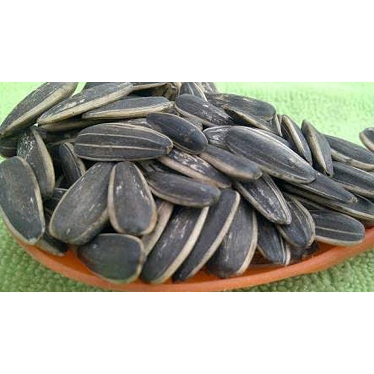 Jual kuaci matahari [manis] 1 kg | Shopee Indonesia