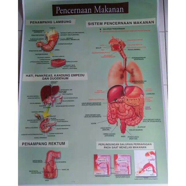 Jual CARTA PENCERNAAN MAKANAN / POSTER PENCERNAAN MAKANAN / GAMBAR
