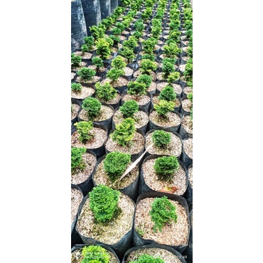 Jual Cemara Jepang Hinoki / Inoki | Shopee Indonesia