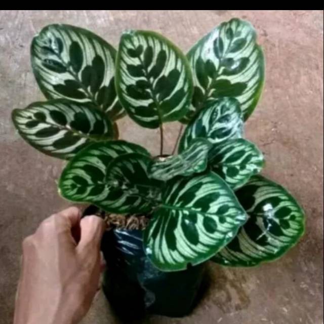 Jual New Tanaman Hias Calathea Makoyana Ready Stock Shopee Indonesia