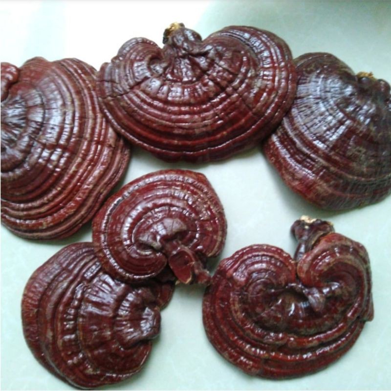 Jual Jamur lingzhi 200gr Jamur Ling zhi Asli Shopee Indonesia