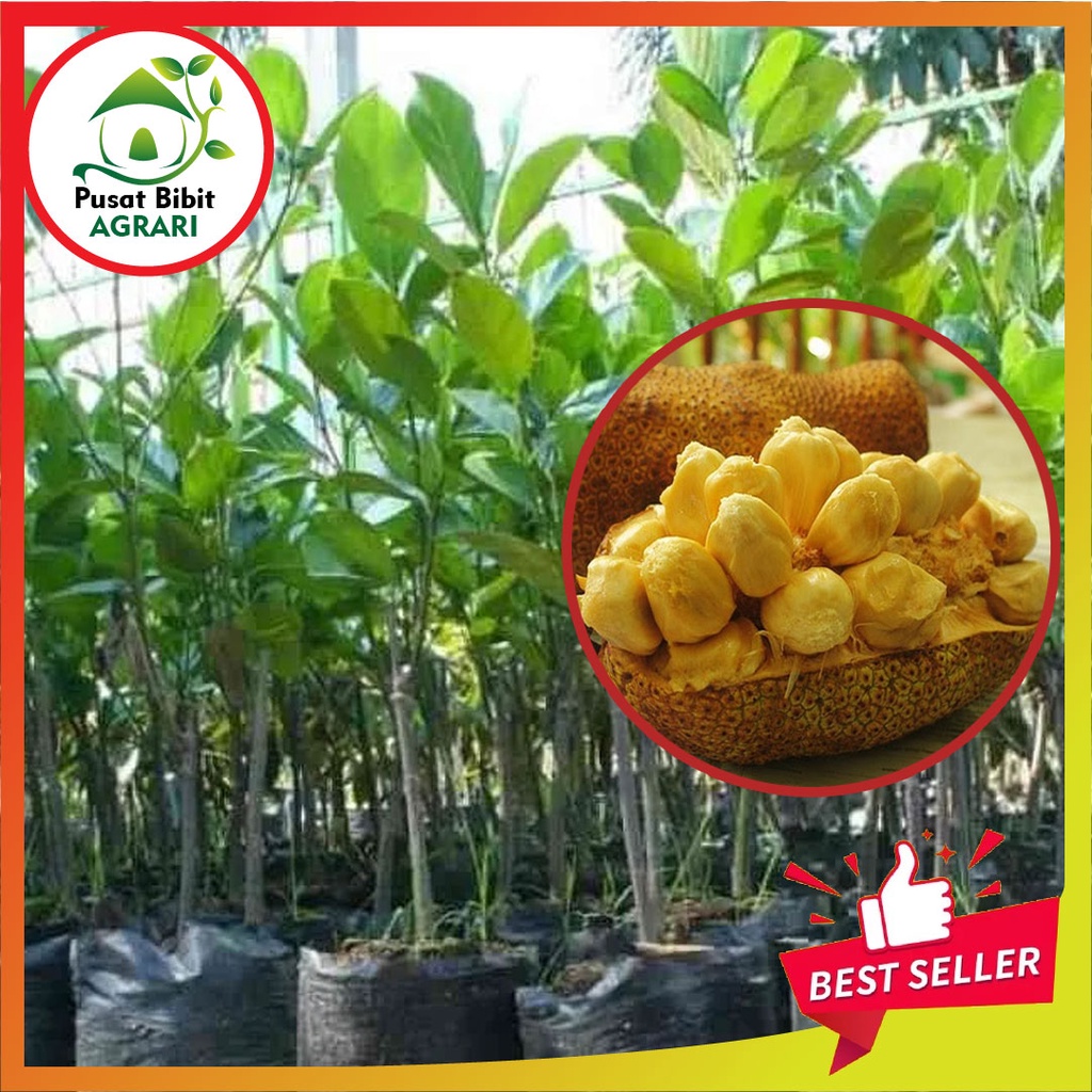 Bibit Nangkadak Nangka Cempedak Asli Tanaman Buah Okulasi Super Unggul Tabulampot Pusat Bibit Agrari