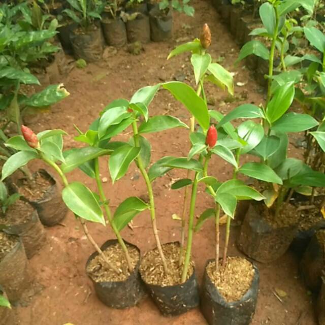 Jual Tanaman Pacing Pentul Tanaman Bunga Pacing Tanaman Pacing Pentul ...