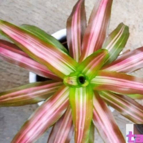 Jual TANAMAN HIAS BROMOLIA pink atau Neoregelia murah terbaik | Shopee ...