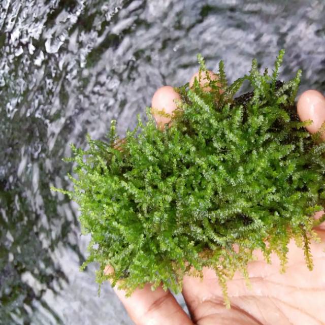 Jual mos weping media lempeng pakis-tanaman air aquascape paludarium