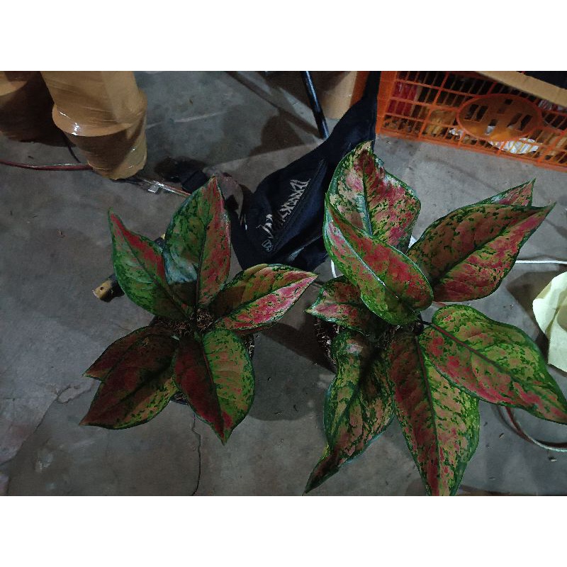 Jual heng heng Shopee Indonesia