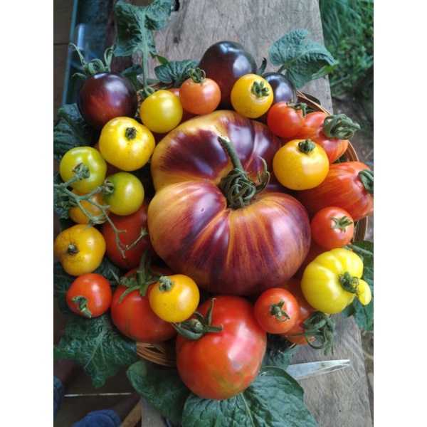 Jual Paket Murah Benih Biji Tomat 12 jenis pilih sendiri ( Tomat Jumbo