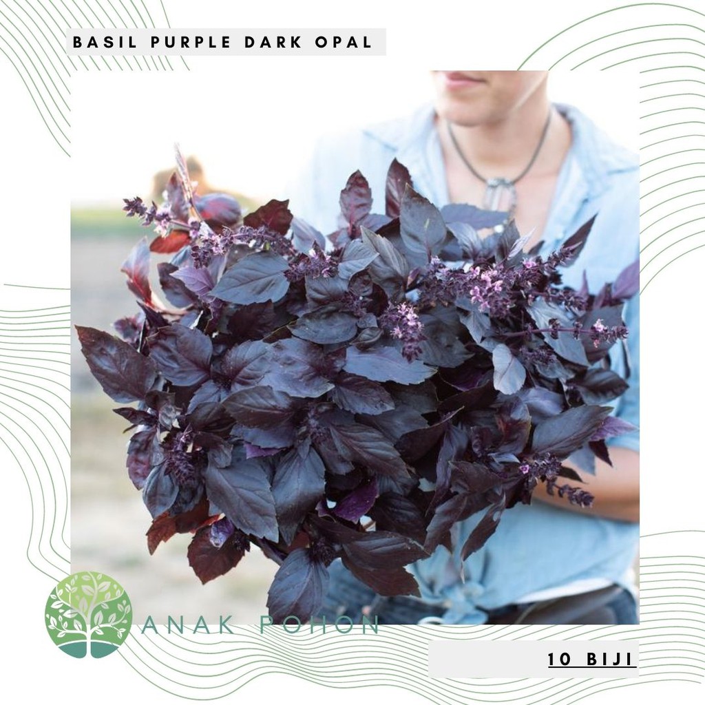 Jual Benih Bibit Biji Basil Purple Dark Opal Herb Seeds IMPORT 10 Biji Shopee Indonesia