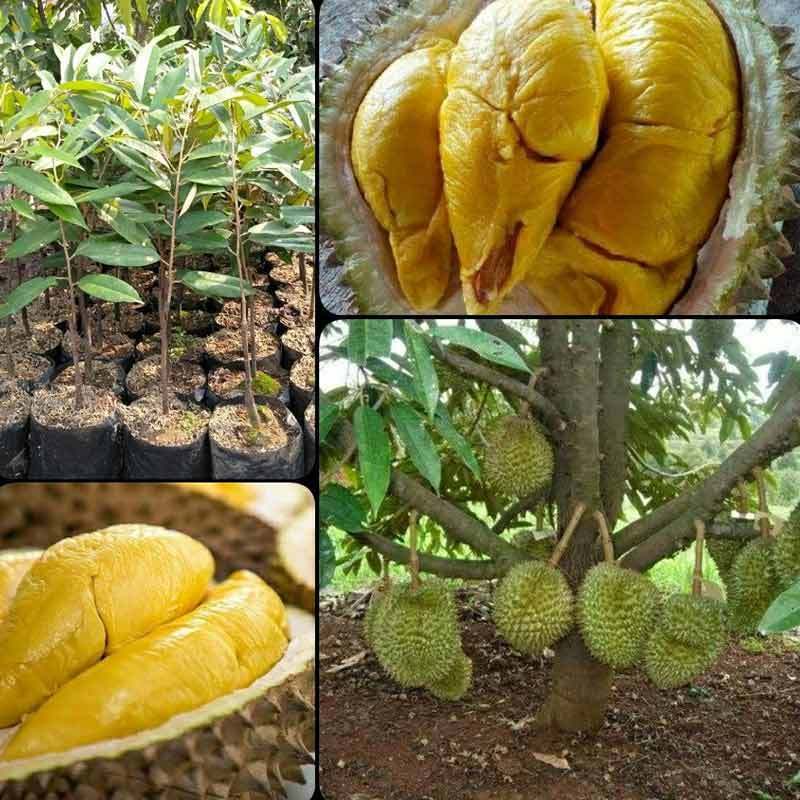 Jual Bibit Pohon Tanaman Buah Durian Musangking Okulasi Unggulan