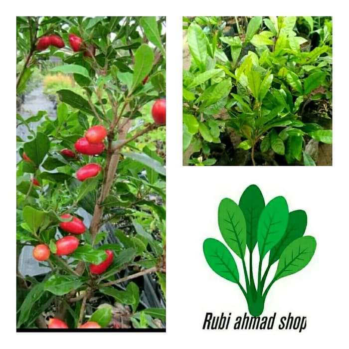 Jual Bibit pohon magic fruit/miracle fruit/buah ajaib | Shopee Indonesia