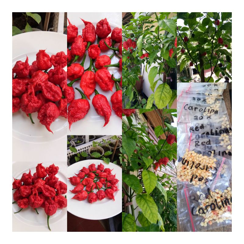 Jual BIJI Benih Cabai CAROLINA REAPER RED Cabe Terpedas Nomor 1 di ...