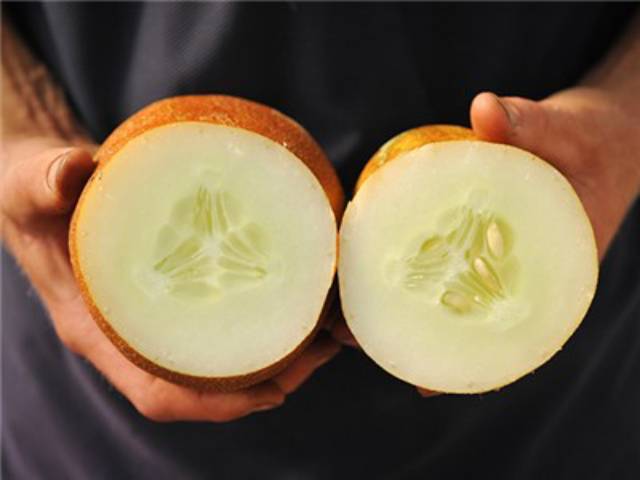 Jual Cucumber Gagon (Timun) | Shopee Indonesia