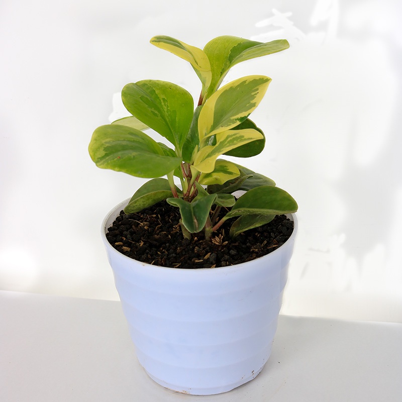 Jual Peperomia Kuning: Pesona Tropis dengan Sentuhan Warna Cerah ...