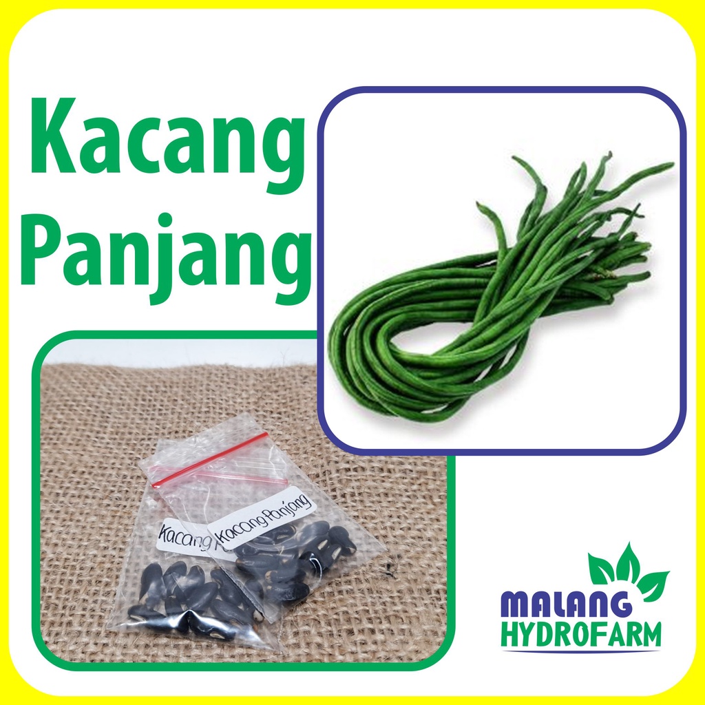 Jual Benih Kacang Panjang Unggulan Berkualitas Biji Bibit Hydroponik