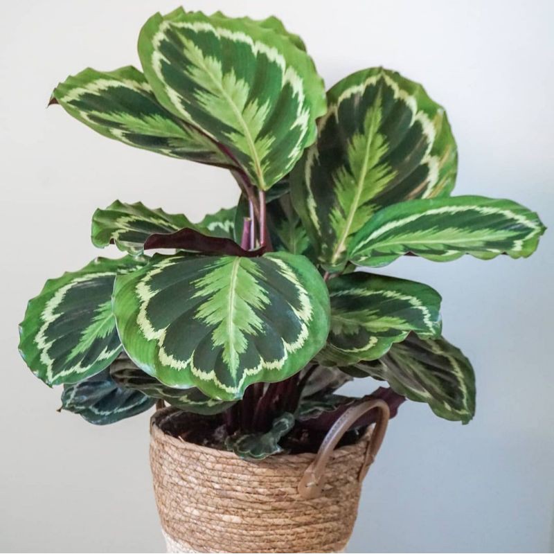 Jual Calathea Medalion Hias Calanthea Hias Tanaman Hias Murmer Cod