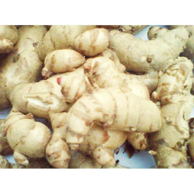 Jual Kunyit Temu Putih Segar 1kg Curcuma Zedoaria Herbal Kanker By Khanza Store Shopee 9869