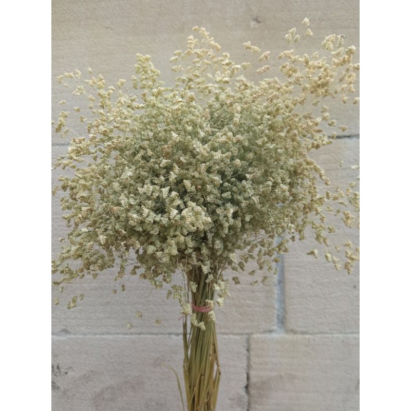 Jual SPRINGKEL / WILDERY GRASS / bunga kering hampers dekorasi rustic ...
