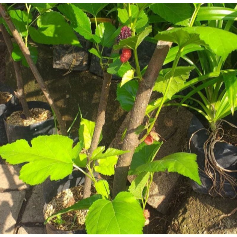 Jual pohon Buah murbe | Shopee Indonesia