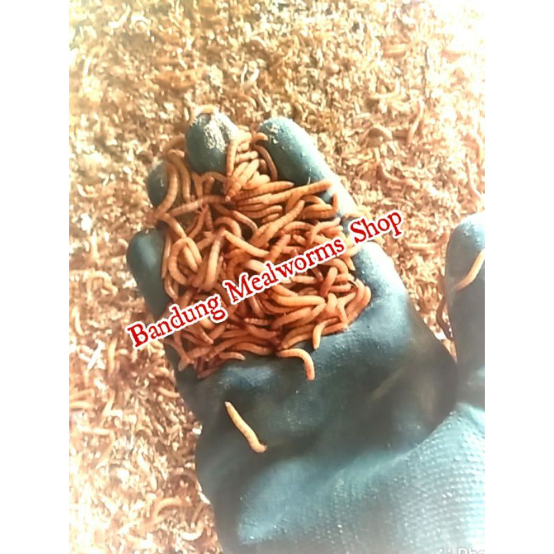 Jual 100 gr [Pakan] Ulat Hongkong Hidup/ Live Mealworms, ukuran BESAR