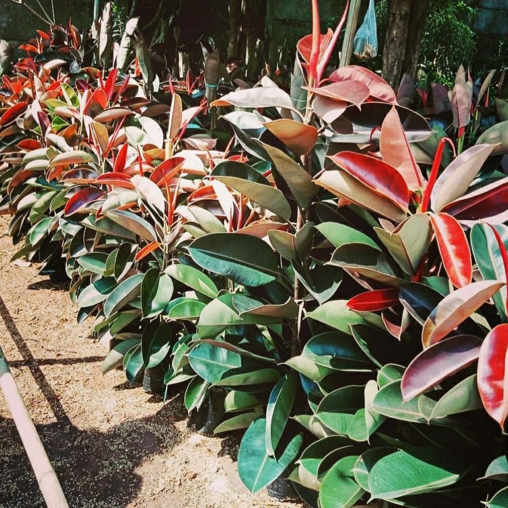 Jual Afandi Flora tanaman bunga hias hidup ficus karet kebo | Shopee ...