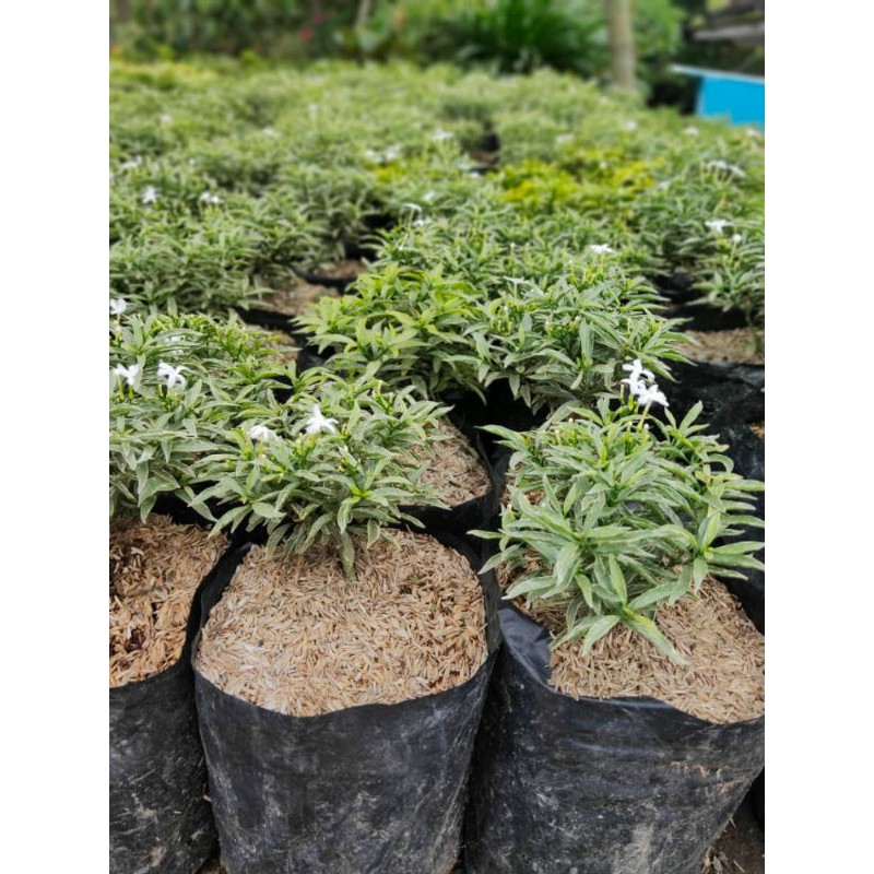 Jual rombusa varigata | Shopee Indonesia