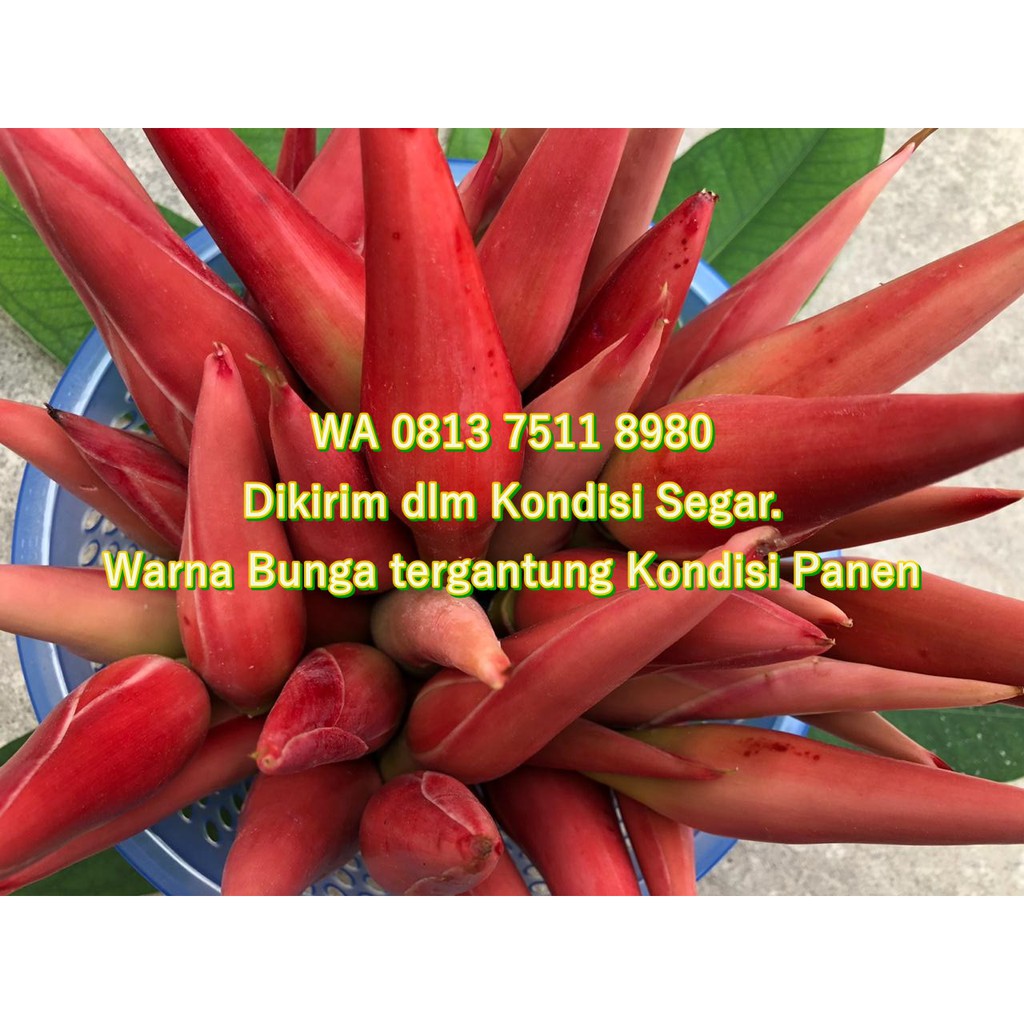 Jual Kecombrang Terlengkap & Harga Terbaru Agustus 2026 | Shopee Indonesia