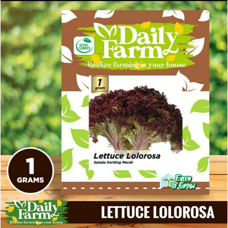 Jual Daily Farm - benih bibit selada merah - Leaf Lettuce Dark Red ...