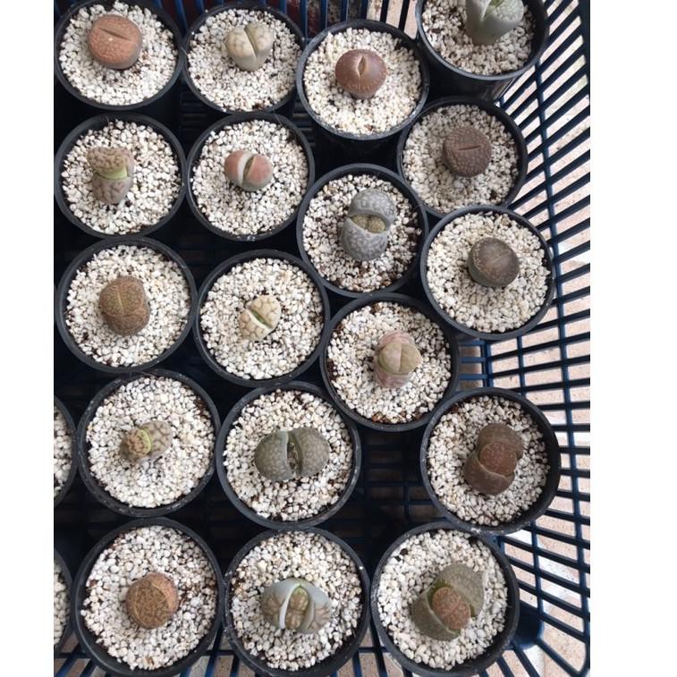 Jual [Original] tanaman hias LITHOPS big size 1 pot ukuran 5cm Shopee