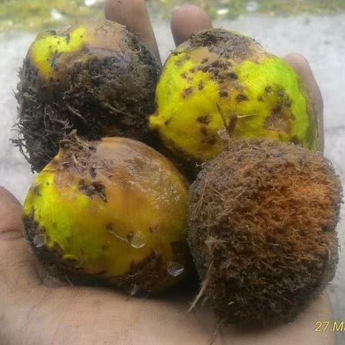 Jual Buah gayam obat kanker | Shopee Indonesia