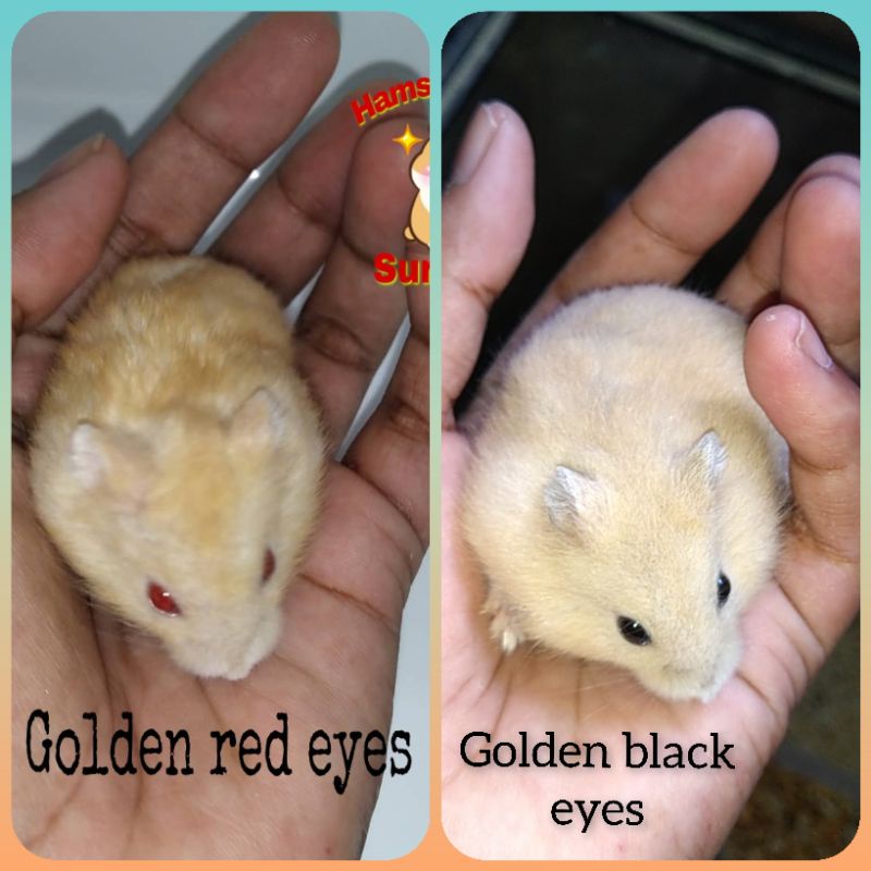 Golden winter white store hamster