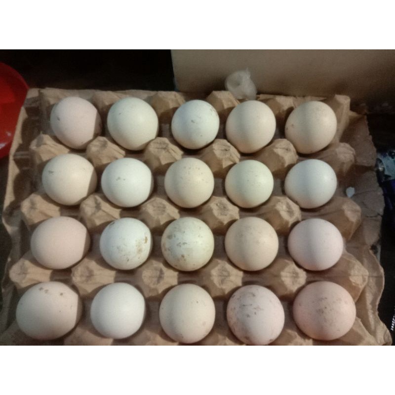 Jual Telur Tetas Fertil Ayam Pertelur Kampung Unggul Elba Minimal 10 Butir Shopee Indonesia 4215