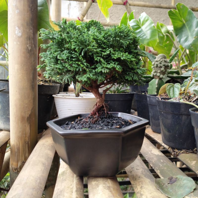 Jual bonsai cemara inoki | Shopee Indonesia