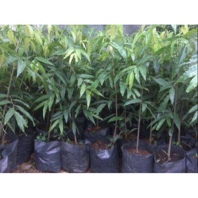Jual Glodokan Tiang / Pholyalthia longifolia / Taneman Pecut | Shopee ...