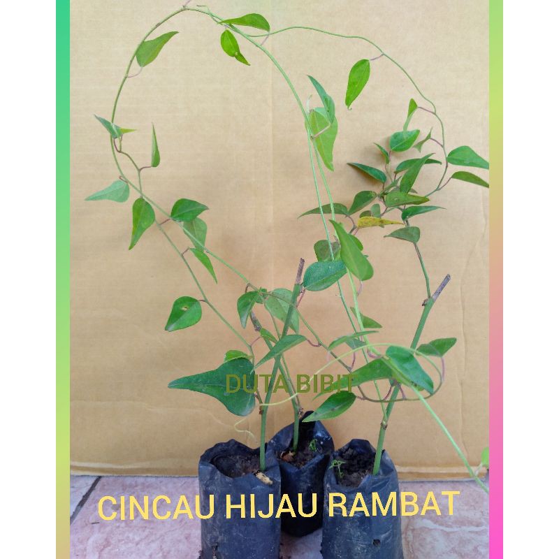 Jual CINCAU HIJAU RAMBAT(beli 10 gratis 1)promo. | Shopee Indonesia