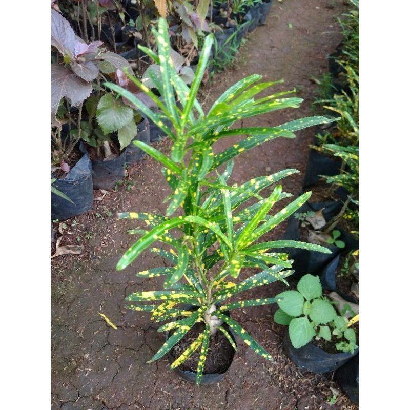 Jual Tanaman hias puring cabe kuning | Shopee Indonesia