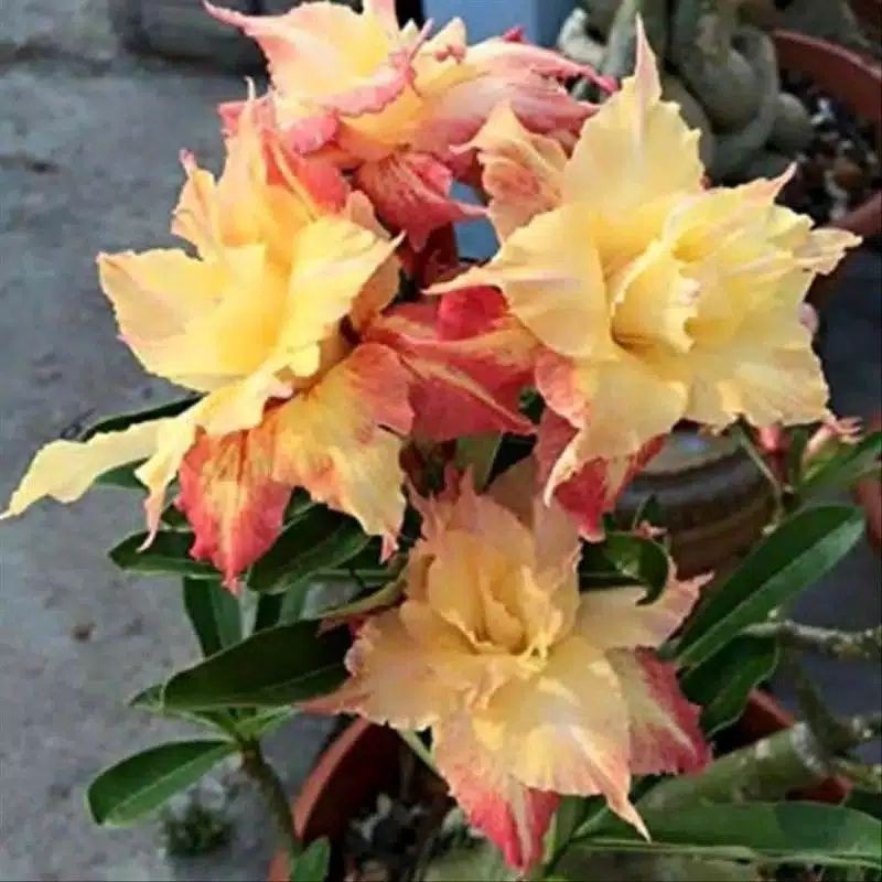 Jual pohon adenium fash lady cantik/ bunga adenium tumpuk | Shopee ...