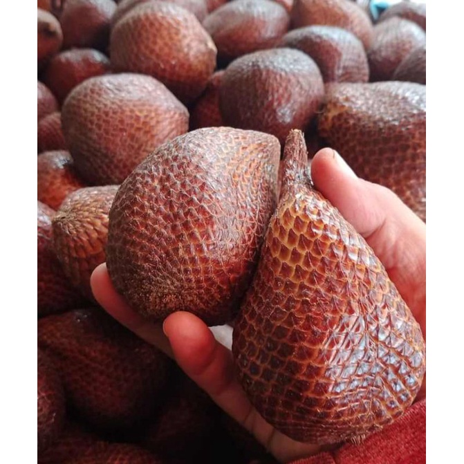 Jual Buah Salak Pondoh Manis 1kg Shopee Indonesia