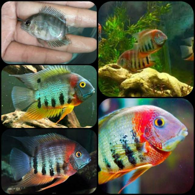 Jual Ikan severum rotkeil untuk aquarium | Shopee Indonesia