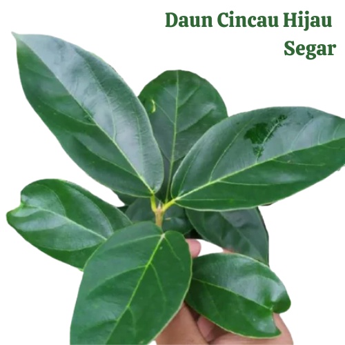 Jual Kg Daun Cincau Hijau Segar Bukan Cincau Rambat Bulu Ada Kualitas Fresh Peoduk