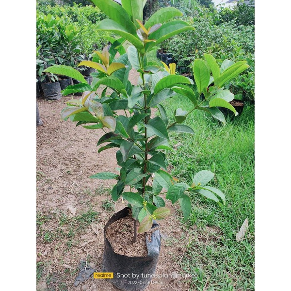 Jual bibit Pohon buah jambu air kancing merah berbunga siap tanam ...