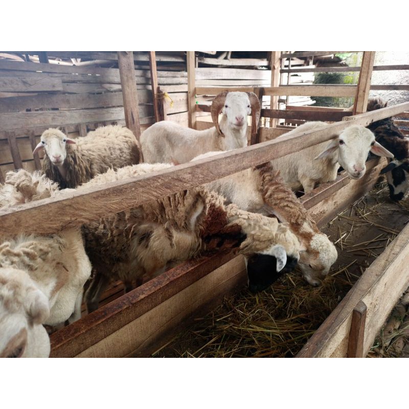 Jual Qurban Domba Dan Kambing 2022 -. Mutiara Hijrah Farm | Shopee ...